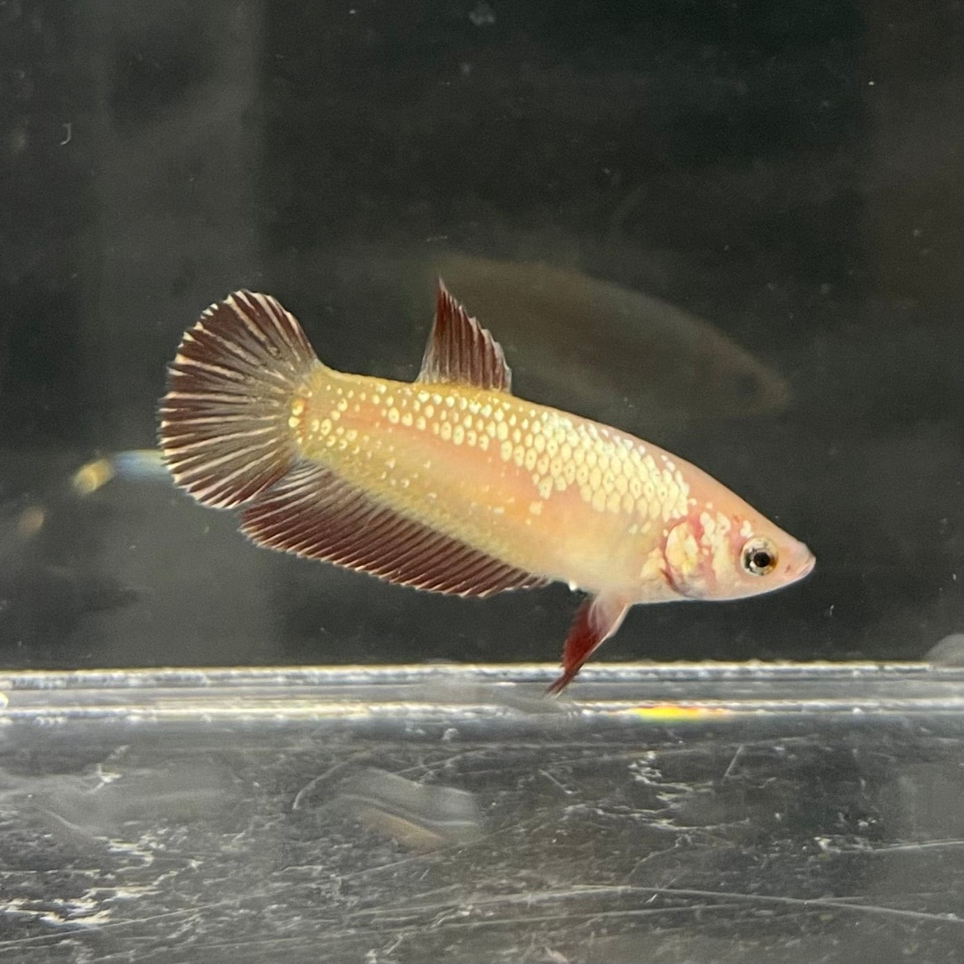 the-fish-farm Female Betta Female Betta - One Only - G Choose your own Female Betta at The Fish Farm Australia