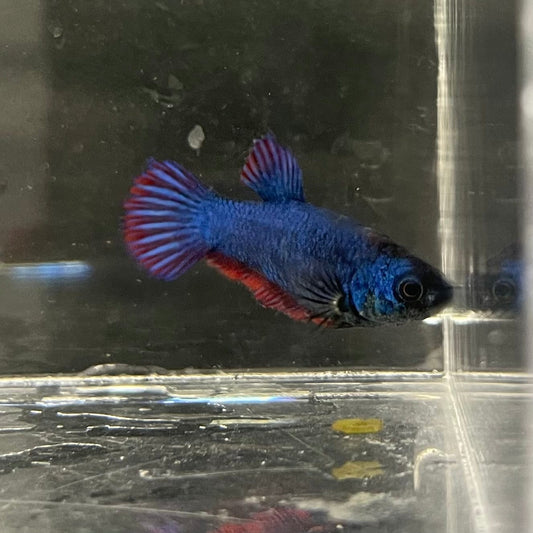 the-fish-farm Female Betta Female Betta - One Only - G Choose your own Female Betta at The Fish Farm Australia