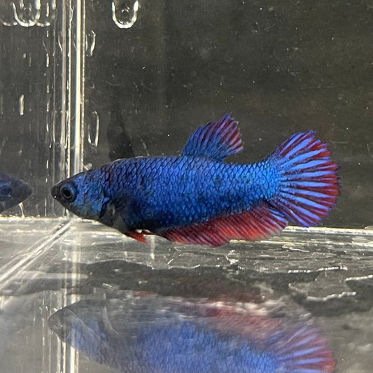 the-fish-farm Female Betta Female Betta - One Only - G Choose your own Female Betta at The Fish Farm Australia