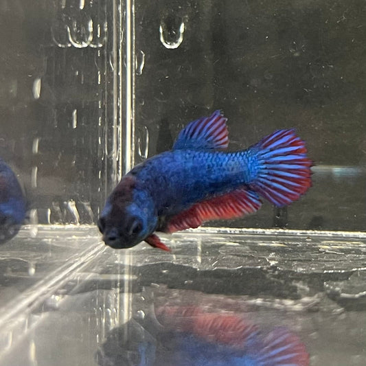 the-fish-farm Female Betta Female Betta - One Only - G Choose your own Female Betta at The Fish Farm Australia