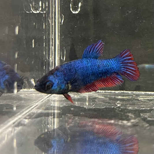 the-fish-farm Female Betta Female Betta - One Only - G Choose your own Female Betta at The Fish Farm Australia