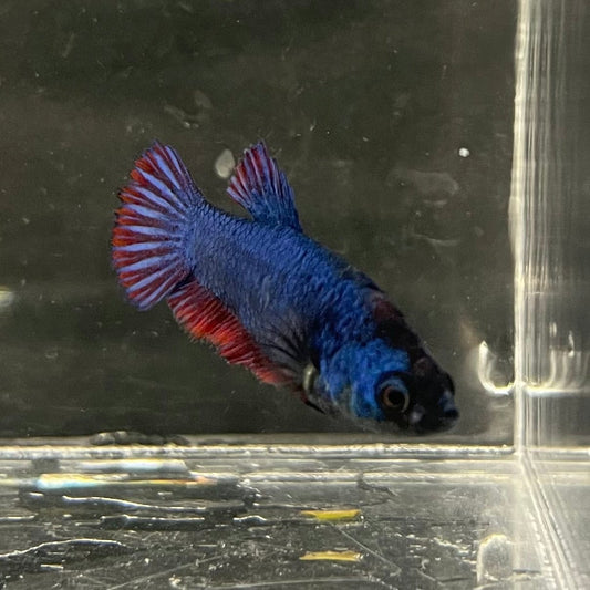 the-fish-farm Female Betta Female Betta - One Only - G Choose your own Female Betta at The Fish Farm Australia