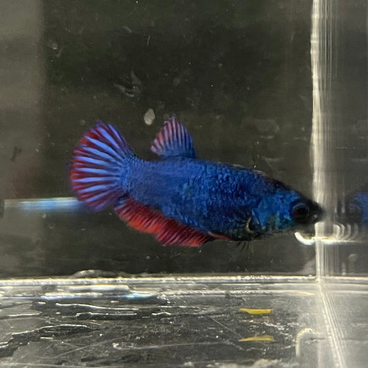 the-fish-farm Female Betta Female Betta - One Only - G Choose your own Female Betta at The Fish Farm Australia