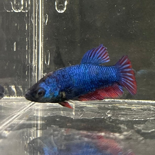 the-fish-farm Female Betta Female Betta - One Only - G Choose your own Female Betta at The Fish Farm Australia