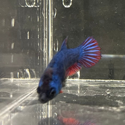 the-fish-farm Female Betta Female Betta - One Only - G Choose your own Female Betta at The Fish Farm Australia