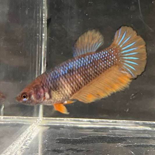 the-fish-farm Female Betta Female Betta - One Only - G Choose your own Female Betta at The Fish Farm Australia