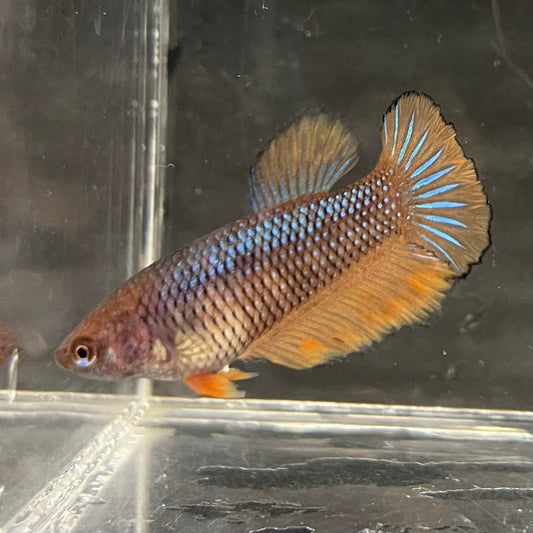 the-fish-farm Female Betta Female Betta - One Only - G Choose your own Female Betta at The Fish Farm Australia