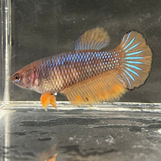 the-fish-farm Female Betta Female Betta - One Only - G Choose your own Female Betta at The Fish Farm Australia