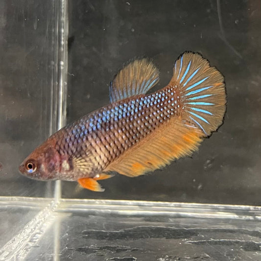 the-fish-farm Female Betta Female Betta - One Only - G Choose your own Female Betta at The Fish Farm Australia