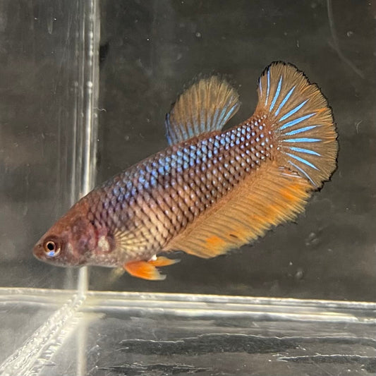 the-fish-farm Female Betta Female Betta - One Only - G Choose your own Female Betta at The Fish Farm Australia