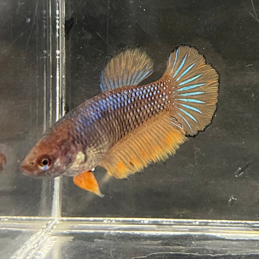 the-fish-farm Female Betta Female Betta - One Only - G Choose your own Female Betta at The Fish Farm Australia