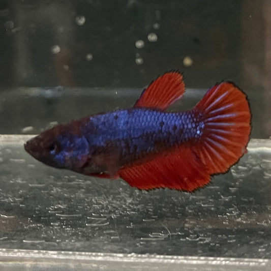 the-fish-farm Female Betta Female Betta - One Only - G Choose your own Female Betta at The Fish Farm Australia