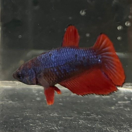 the-fish-farm Female Betta Female Betta - One Only - G Choose your own Female Betta at The Fish Farm Australia