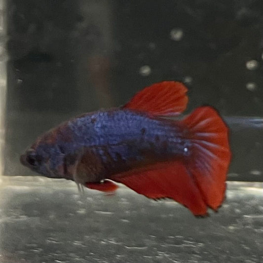 the-fish-farm Female Betta Female Betta - One Only - G Choose your own Female Betta at The Fish Farm Australia
