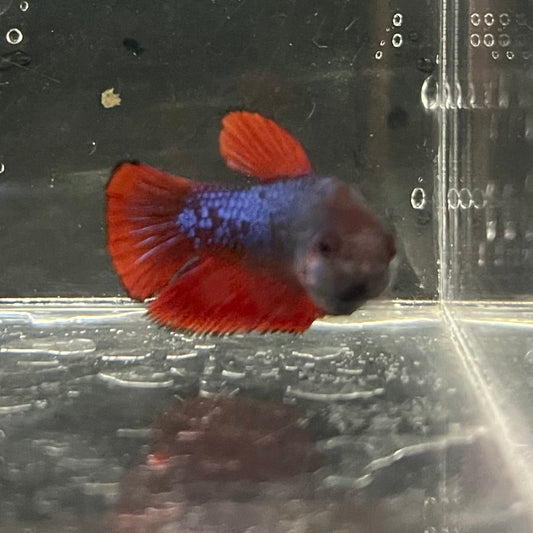 the-fish-farm Female Betta Female Betta - One Only - G Choose your own Female Betta at The Fish Farm Australia