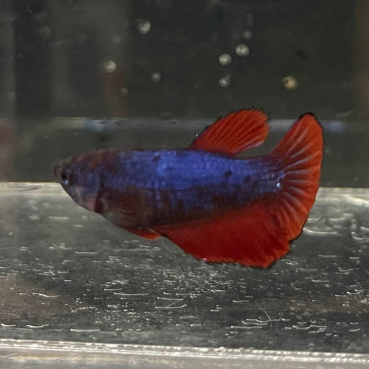 the-fish-farm Female Betta Female Betta - One Only - G Choose your own Female Betta at The Fish Farm Australia