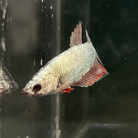 the-fish-farm Female Betta Female Betta - One Only - G Choose your own Female Betta at The Fish Farm Australia