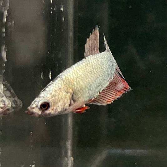the-fish-farm Female Betta Female Betta - One Only - G Choose your own Female Betta at The Fish Farm Australia