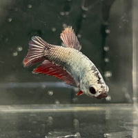 the-fish-farm Female Betta Female Betta - One Only - G Choose your own Female Betta at The Fish Farm Australia