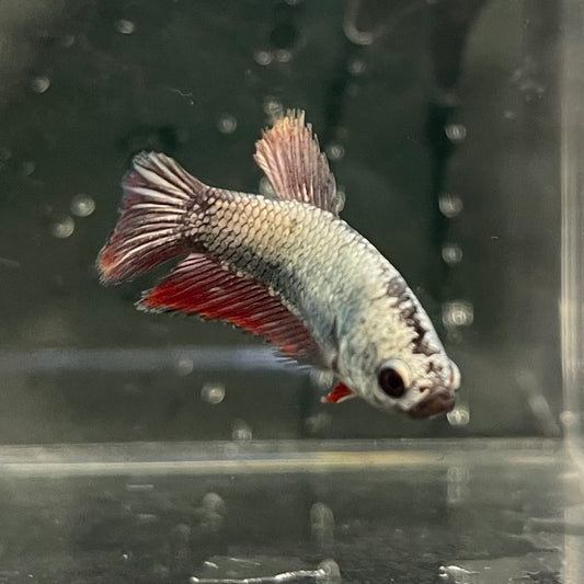 the-fish-farm Female Betta Female Betta - One Only - G Choose your own Female Betta at The Fish Farm Australia