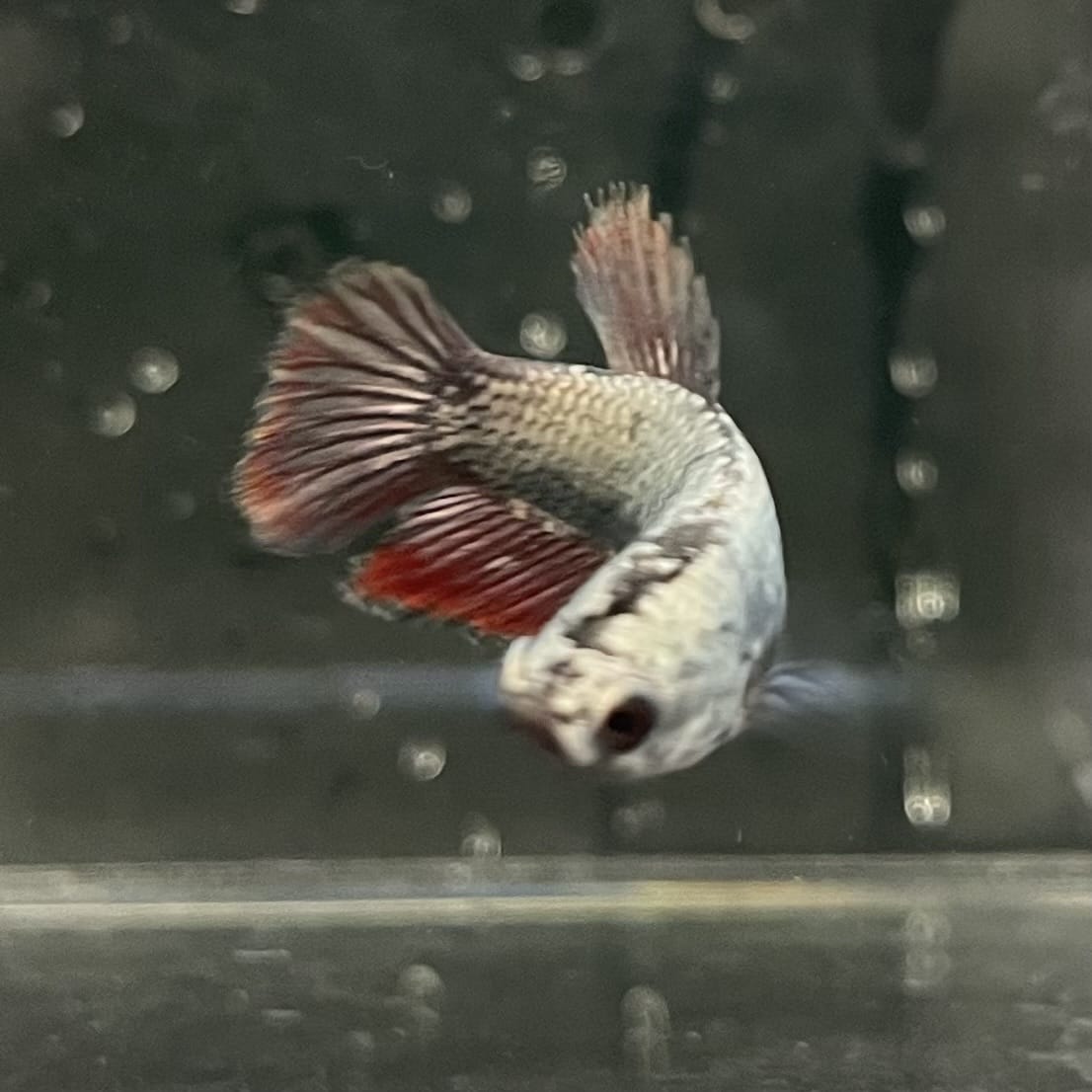 the-fish-farm Female Betta Female Betta - One Only - G Choose your own Female Betta at The Fish Farm Australia