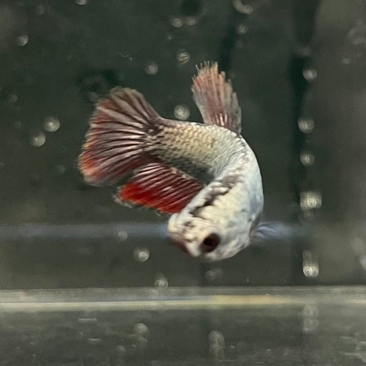 the-fish-farm Female Betta Female Betta - One Only - G Choose your own Female Betta at The Fish Farm Australia
