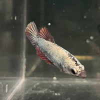 the-fish-farm Female Betta Female Betta - One Only - G Choose your own Female Betta at The Fish Farm Australia