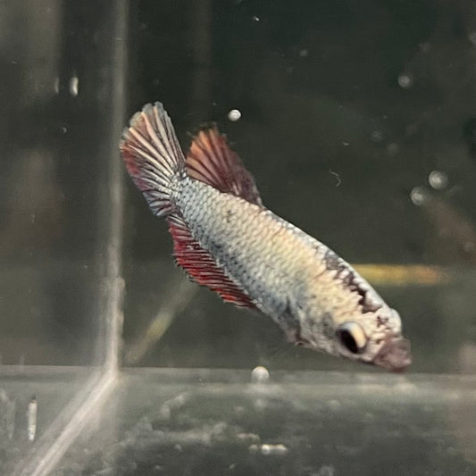 the-fish-farm Female Betta Female Betta - One Only - G Choose your own Female Betta at The Fish Farm Australia