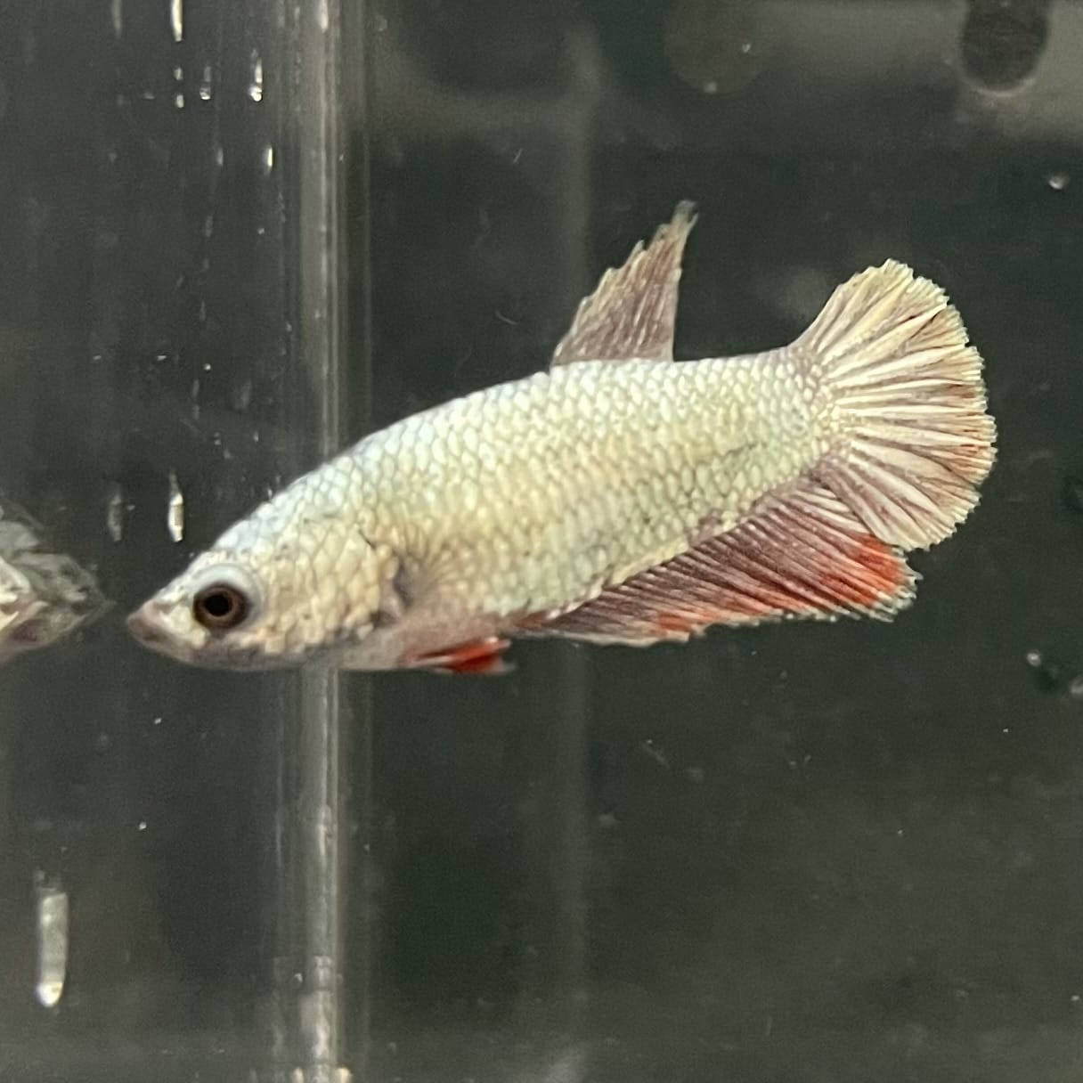 the-fish-farm Female Betta Female Betta - One Only - G Choose your own Female Betta at The Fish Farm Australia