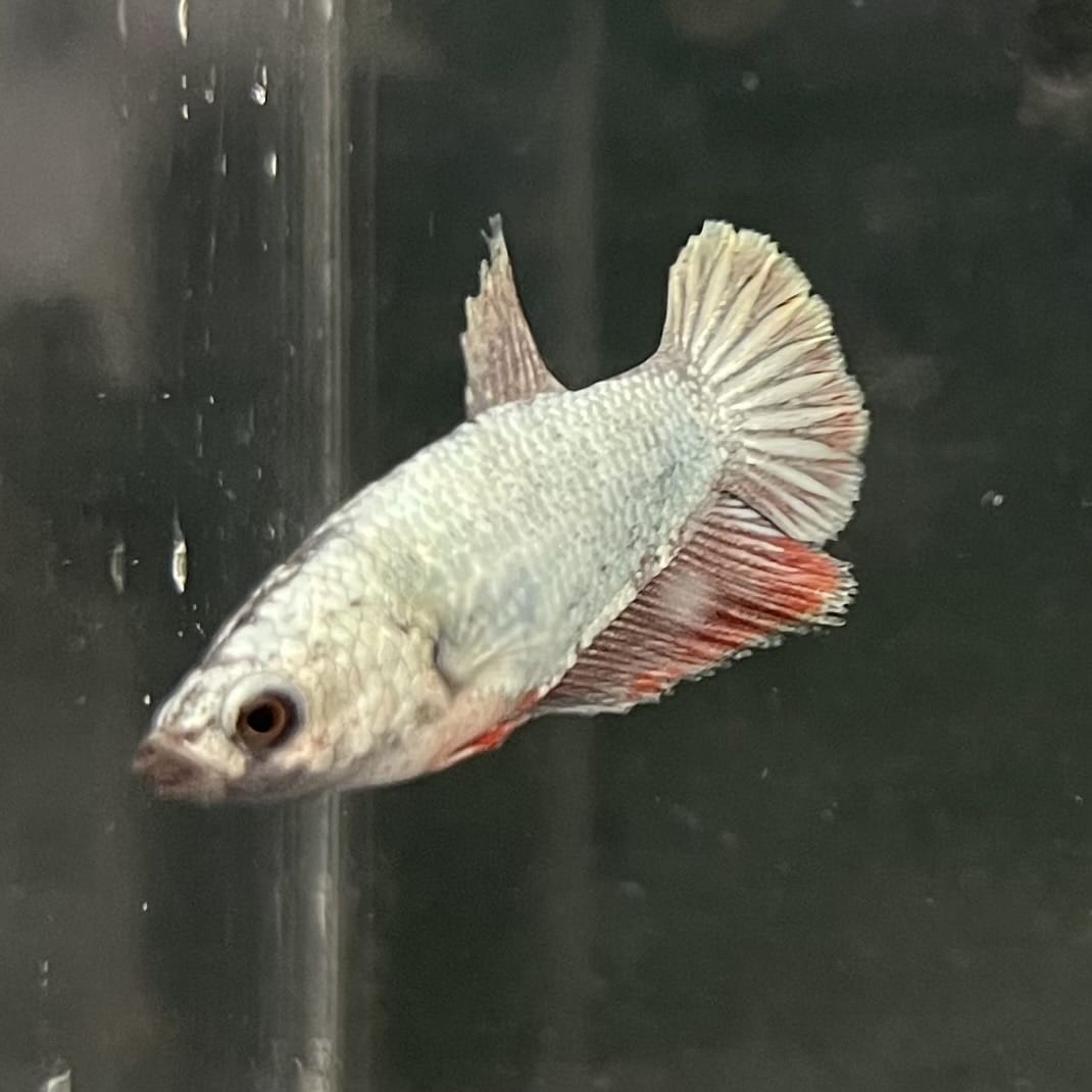 the-fish-farm Female Betta Female Betta - One Only - G Choose your own Female Betta at The Fish Farm Australia