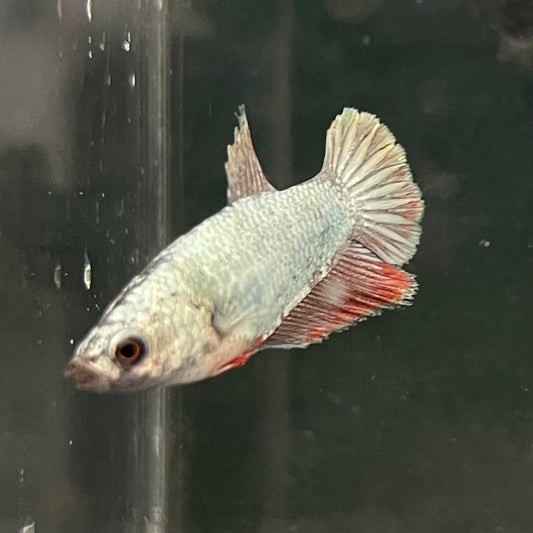 the-fish-farm Female Betta Female Betta - One Only - G Choose your own Female Betta at The Fish Farm Australia