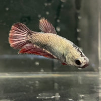 the-fish-farm Female Betta Female Betta - One Only - G Choose your own Female Betta at The Fish Farm Australia