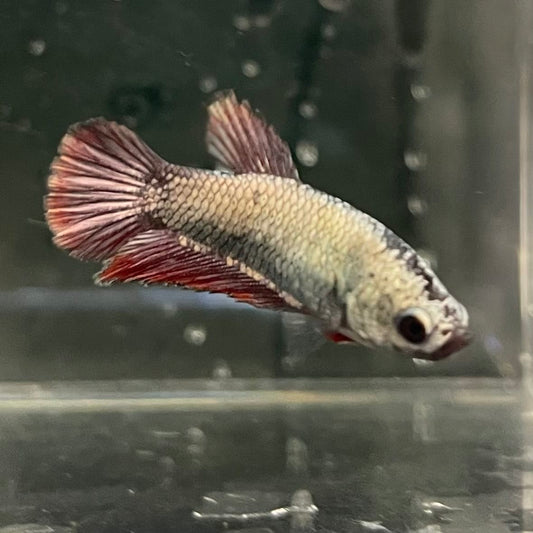 the-fish-farm Female Betta Female Betta - One Only - G Choose your own Female Betta at The Fish Farm Australia