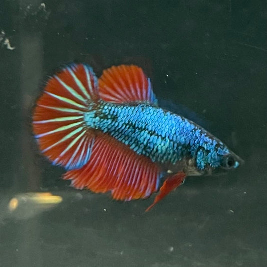 the-fish-farm Female Betta Female Betta - One Only - G Choose your own Female Betta at The Fish Farm Australia