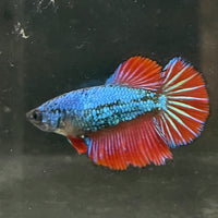 the-fish-farm Female Betta Female Betta - One Only - G Choose your own Female Betta at The Fish Farm Australia