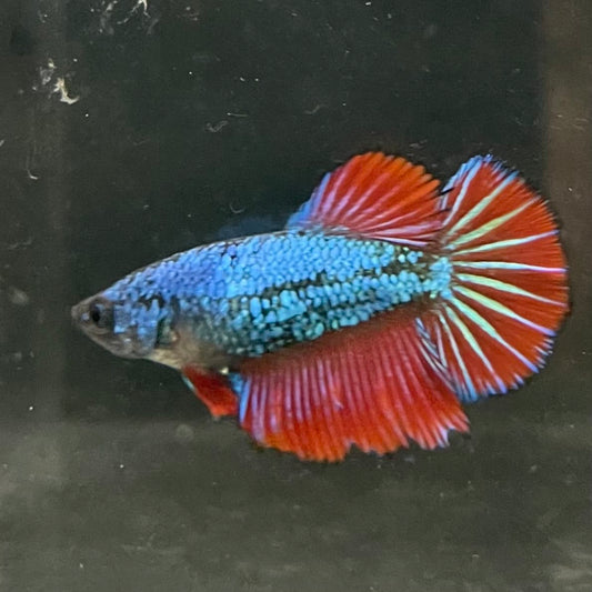 the-fish-farm Female Betta Female Betta - One Only - G Choose your own Female Betta at The Fish Farm Australia