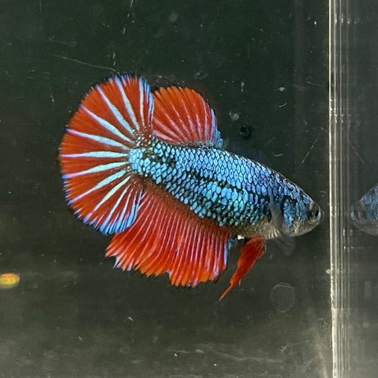 the-fish-farm Female Betta Female Betta - One Only - G Choose your own Female Betta at The Fish Farm Australia