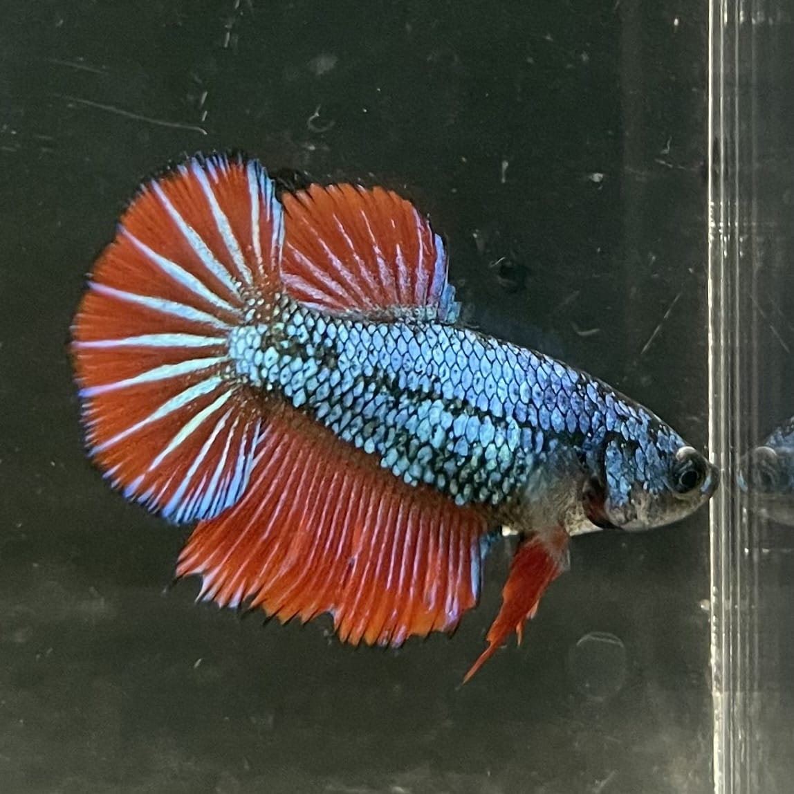 the-fish-farm Female Betta Female Betta - One Only - G Choose your own Female Betta at The Fish Farm Australia