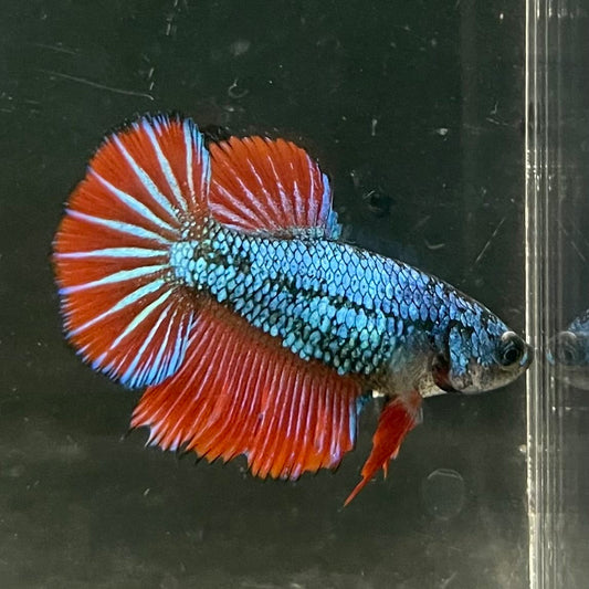 the-fish-farm Female Betta Female Betta - One Only - G Choose your own Female Betta at The Fish Farm Australia