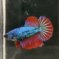 the-fish-farm Female Betta Female Betta - One Only - G Choose your own Female Betta at The Fish Farm Australia