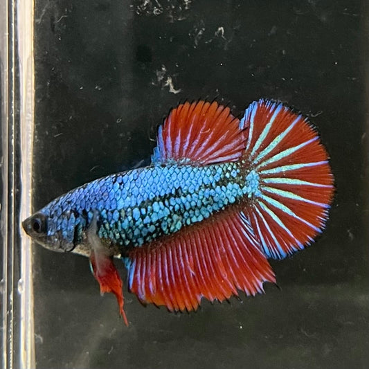 the-fish-farm Female Betta Female Betta - One Only - G Choose your own Female Betta at The Fish Farm Australia