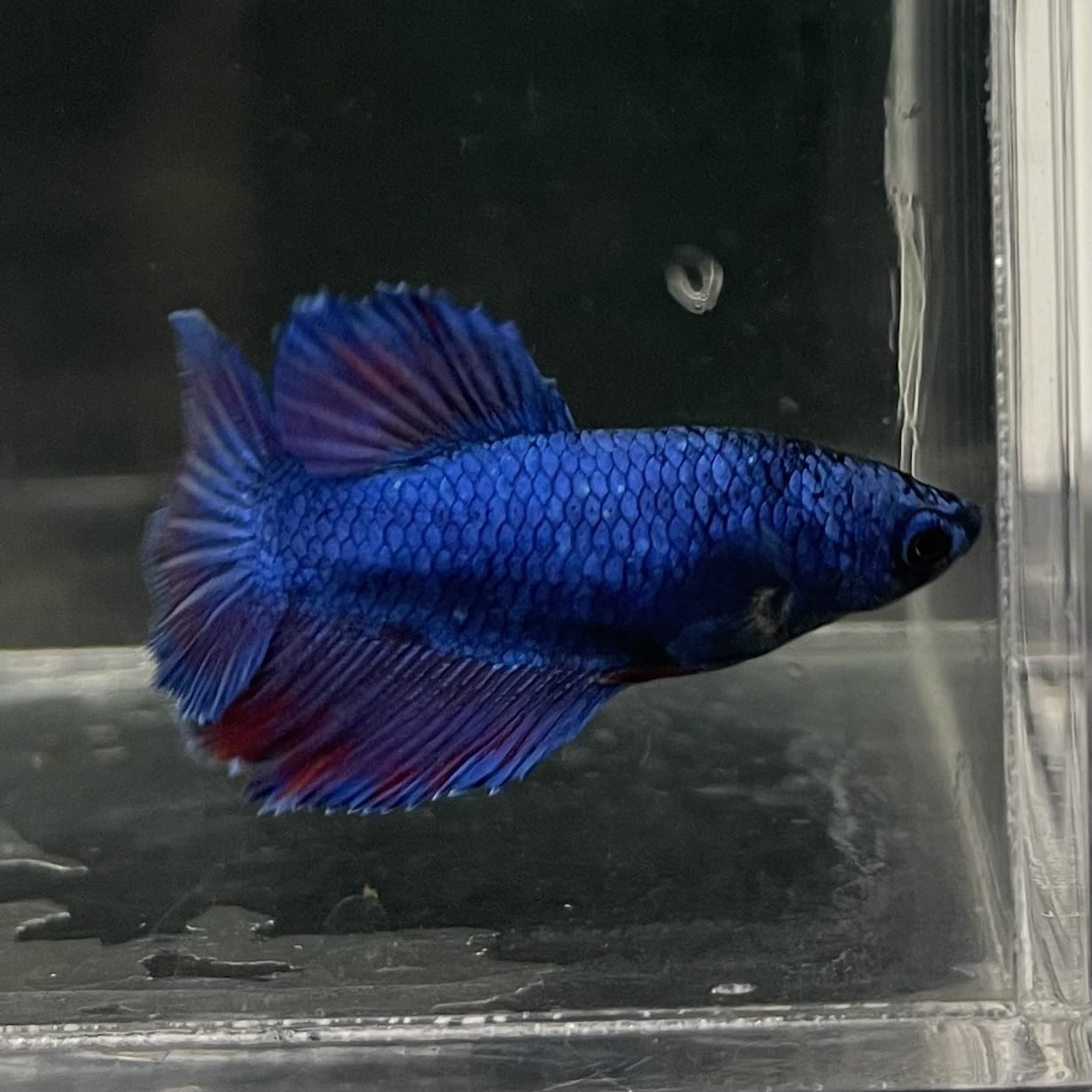 the-fish-farm Female Betta Female Betta - One Only - G Choose your own Female Betta at The Fish Farm Australia