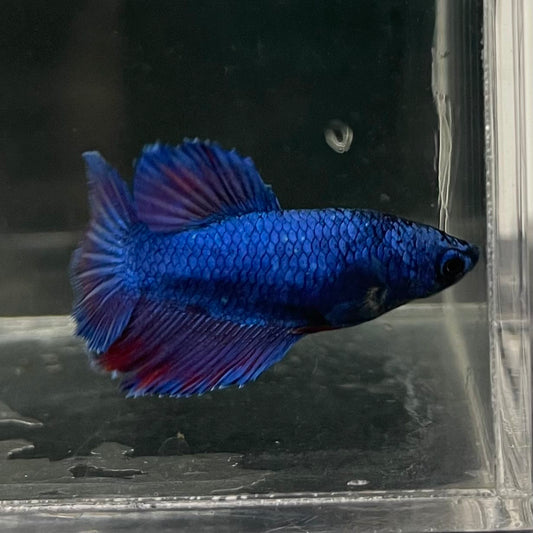 the-fish-farm Female Betta Female Betta - One Only - G Choose your own Female Betta at The Fish Farm Australia