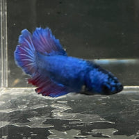 the-fish-farm Female Betta Female Betta - One Only - G Choose your own Female Betta at The Fish Farm Australia