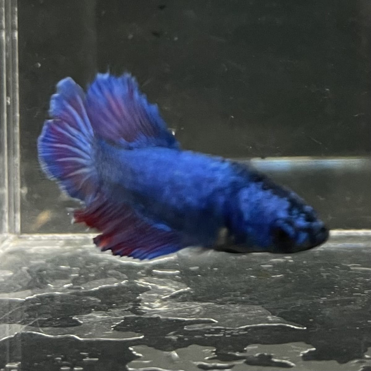 the-fish-farm Female Betta Female Betta - One Only - G Choose your own Female Betta at The Fish Farm Australia