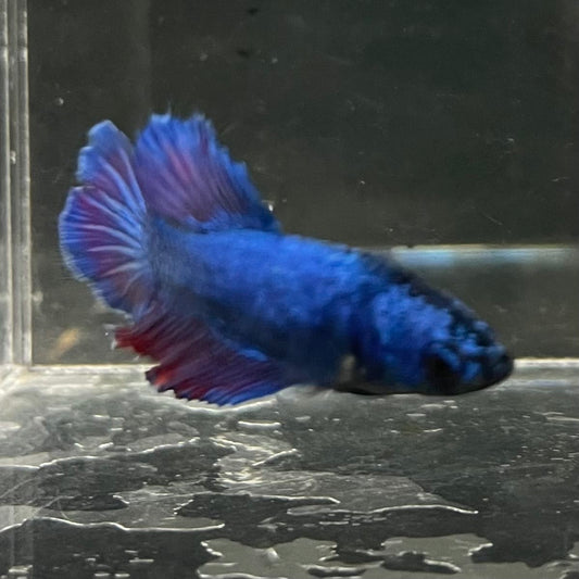 the-fish-farm Female Betta Female Betta - One Only - G Choose your own Female Betta at The Fish Farm Australia