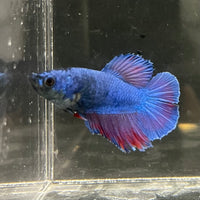 the-fish-farm Female Betta Female Betta - One Only - G Choose your own Female Betta at The Fish Farm Australia