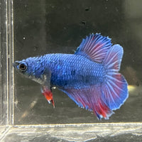the-fish-farm Female Betta Female Betta - One Only - G Choose your own Female Betta at The Fish Farm Australia