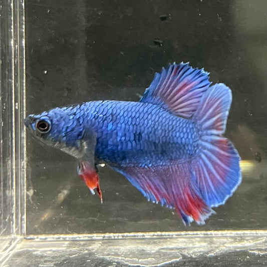 the-fish-farm Female Betta Female Betta - One Only - G Choose your own Female Betta at The Fish Farm Australia