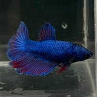 the-fish-farm Female Betta Female Betta - One Only - G Choose your own Female Betta at The Fish Farm Australia